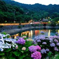 Budding beauty: Hydrangeas decorate the Katahara Hot Spring resort in Aichi Prefecture. Many temples will also hold hydrangea festivals this month. | KYODO