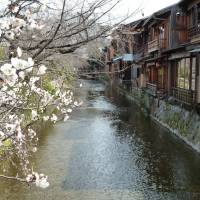 Flowers of Kyoto: The beautiful, little-visited area around the Shirakawa stream lined by teahouses, cherry and willow trees. | LESLEY DOWNER PHOTO
