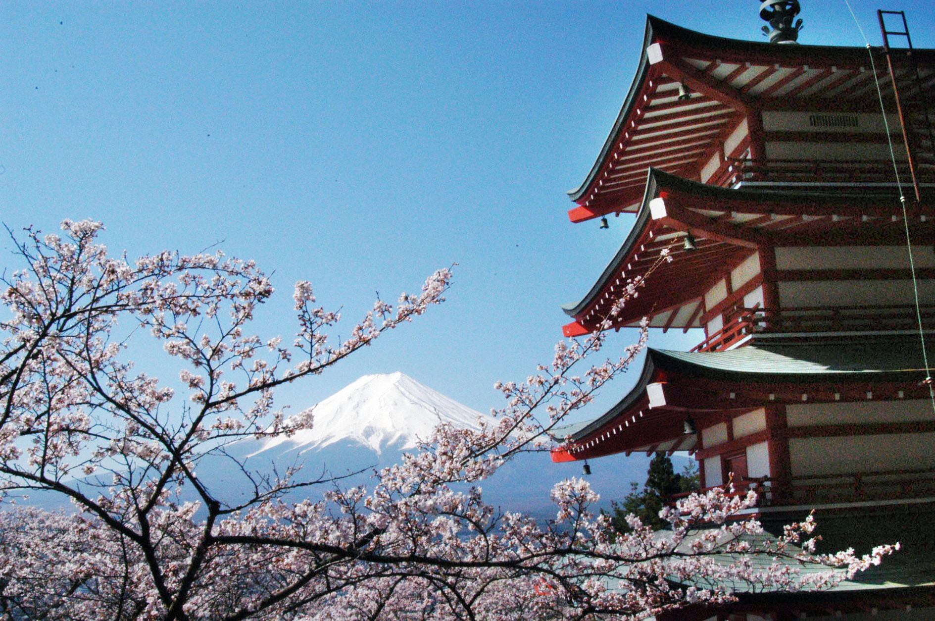 Mountain majesty: Cherry trees are in full bloom outside a five-story pagoda in Sengen Park in Fujiyoshida, Yamanashi Prefecture, at the base of Mount Fuji in 2009. UNESCO decided Saturday to give Japan's highest mountain World Heritage status. | KYODO