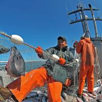 Nature\'s bounty: Fishermen land sockeye salmon in the Egegik district of Bristol Bay in 2009. | AP