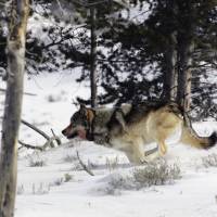 Unendangered species: A gray wolf runs in Yellowstone National Park, Wyoming. | AP