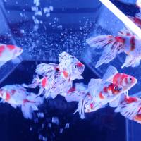 For the event, 14 different goldfish tanks will be on display.  | SATOKO KAWASAKI