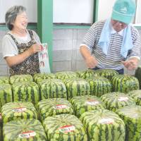 Workers screen 250 \"shikaku suika\" (square watermelons) before shipment in Zentsuji, Kagawa Prefecture, on Monday. Many stores use the melons, which measure 18 cm across and cost about &#165;10,000, as decorations. | KYODO