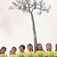 Children from  Yonesaki nursery school in Rikuzentakata, Iwate Prefecture, sing  Wednesday during a ceremony to celebrate the successful preservation of the \"miracle pine\" that initially survived the March 2011 earthquake and tsunami disaster.  The tree will be illuminated at night for a year to comfort the souls of those who died in the disaster. | KYODO