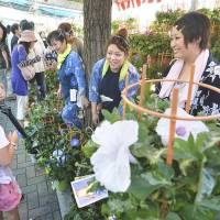 Shoppers view asagao (morning glories) at the annual Iriya Asagao Ichi flower market that opened Saturday in Taito Ward, Tokyo. Some 150,000 pots of the flower are expected to be sold before the summer event concludes Monday. | KYODO