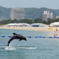 A dolphin breaches off Suma Beach in Kobe on Thursday. Two dolphins from Suma Aqualife Park have been brought to the beach and kept in a separated area in order to mark its official opening for summer. | KYODO