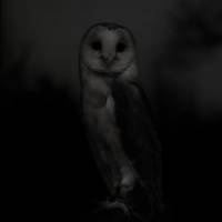 Night lights: Two prints from Sophy Rickett\'s \"Untitled (Nature Study)\" series (2009) | &#169; SOPHY RICKETT/NICHIDO CONTEMPORARY ART