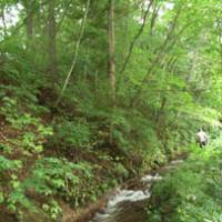 Health check: Mr. Matsuki inspects land last summer before it was bought up by the Afan Woodland Trust. | MR. ISHII