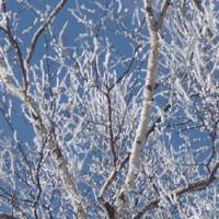 Let it be white: A froth of snow and ice coats birch trees in Hokkaido. | MARK BRAZIL