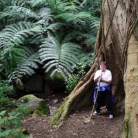 Dwarfed: Old Nic stands in the hollow of a tree in the Hawaiian rain forest, surrounded by some of Honolulu\'s astonishing variety of vegetation. | C.W. NICOL