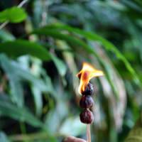 Nutty lighting: The round nuts of Hawaii\'s kukui can be dried and set alight to make candles. | C.W. NICOL