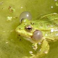 Enjoying a puff: A  Rana lessonae  Pool Frog spotted in Algeria swims along while displaying the inflating throat sacs it uses when calling. | MARK BRAZIL PHOTO