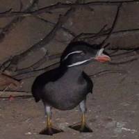 Hard landing: With their stubby wings, Rhinoceros Auklets are superb at \"flying\" underwater, but crash landings back at the colony are the norm. This typically chubby individual (clearly showing the \"horn\" that gives the species its name) stood stunned and staring at the author for minutes after one such return to the Akaiwa colony. | &#169; 2009 UNIVERSAL STUDIOS. ALL RIGHTS RESERVED