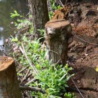 Wattle wall: Willow branches woven between the bank posts sprout shoots that will mesh to form a solid bank. | C.W. NICOL PHOTOS