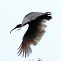 High hopes: A reintroduced wild crested ibis pictured in flight (top) over Sado Island, Niigata Prefecture, in May this year, and the same individual roosting there in a tree (above). A breeding pair (below) at the Toki-no-mori Koen conservation center for crested ibis at Niibo on Sado Island. | MARK BRAZIL IMAGES OF JAPAN