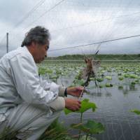 Death watch: Retired professional ecologist Seiichi Kasuga finds another bird carcass to add to the records he keeps of the huge numbers dying in Lake Kasumigaura\'s lotus-paddy nets. | EDAN CORKILL