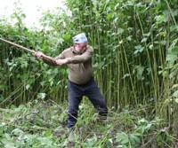 Watch out, Tiger Woods: Taking a swing at the invading pigweed with a chopper iron A pig of a weed — I kudzu you not