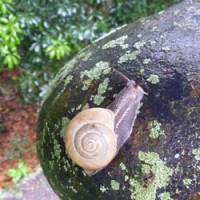 Natural wonders: An estimable snail (above) on a beautifully patinated boulder at Usa Shrine in Oita Prefecture; a pair of Mute swans (below) nesting by a canal in Kurashiki, Okayama Prefecture; | MARK BRAZIL PHOTOS