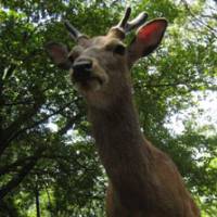 Looking up: One of the many Sika deer that roam the grounds of Miyajima shrine in Hiroshima Prefecture. | MARK BRAZIL PHOTOS