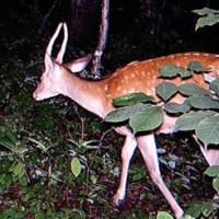 Deer stalked: This yearling Sika stag was the first deer seen in our woods. | SEIKI TAKATSUKI/AZABU UNIVERSITY PHOTOS