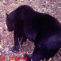 Bear cheek: A 120-kg Japanese moon bear captured &#8212; like the other animals pictured here &#8212; in digital images from motion-activated cameras set up by Azabu University researchers in our Afan woods in Kurohime, Nagano Prefecture. This hefty male distinguished himself by gorging on honey and lard then vomiting copiously and collapsing under a tree to sleep it off. | SEIKI TAKATSUKI/AZABU UNIVERSITY PHOTOS