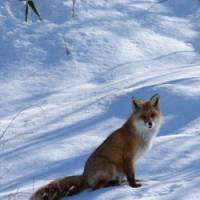 Brush with nature: A red fox beside a road in Hokkaido glows in winter sunshine. | DANIEL ROBSON