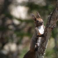 On alert: A beautiful Eurasian red squirrel spotted while it was foraging in Hokkaido. | DANIEL ROBSON