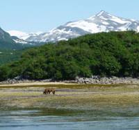 Born free: A Brown bear and its cub in the splendor of Geographic Harbour, Alaska Tuning in to Alaskan bears