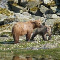 Quality time: A Brown bear cub sticks close to its mother as the pair pause in their hunt for \"butter clams\" on the shores of Geographic Harbour in Alaska\'s Katmai National Park. | &#169; JEON JOONHO / COURTESY OF SCAI THE BATHHOUSE