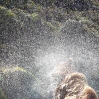 Spray painting: A Brown bear shakes itself dry after a swim. | &#169; JEON JOONHO / COURTESY OF SCAI THE BATHHOUSE