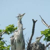 One-track minds: Young grey herons, not quite fledged, await a food delivery to their untidy nest in Matsue Castle\'s grounds. | MARK BRAZIL PHOTOS