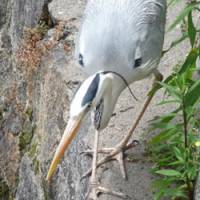 Designed to kill: A taut image of concentration, this grey heron is set to strike with its daggerlike bill at whatever fish or frog its beady eyes are fixed upon. | &#169; 2010 `KOKO NO MESU` SEISAKU IINKAI