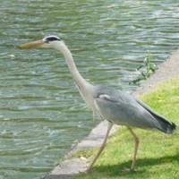 A grey heron intent on its hunt at Kurashiki, Okayama Prefecture. | &#169; 2010 `KOKO NO MESU` SEISAKU IINKAI