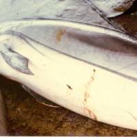 Slow deaths: When C.W. Nicol observed the Taiji dolphin cull, he was horrified to see dolphins speared randomly and left to die slowly. Here, two dolphins with spear wounds lie on the Taiji market floor, ready to be gutted before sale. | C.W. NICOL PHOTO