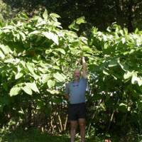 Bad rep: The author dwarfed by giant knotweed, a Japanese species deemed one of the world\'s 100 worst invasive plants. | MARK BRAZIL PHOTOS