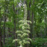 Large scale: A visitor to Sapporo Art Park (above) stands amid the umbrella-size leaves of a Japanese (or giant) butterbur growing there; while this poisonous white false hellebore towers two meters as it blooms in Nopporo Forest Park. | &#169;EFTI HOYTE VAN HOYTEMA