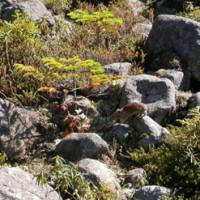 Home ground: This pika seen north of Obihiro in Hokkaido blends wonderfully with the species\' favored rocky habitat. | DANIELLE DEMETRIOU