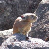 Survivors: The northern pikas of Hokkaido (above), and ptarmigans found high in the Japan Alps of Honshu, are both Ice Age relicts in Japan &#8212; meaning they now only inhabit small local areas as leftovers from earlier times when regional conditions were different and they were more widespread. | DANIELLE DEMETRIOU