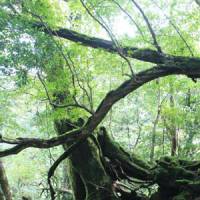 Trees of life: Many of Yakushima\'s trees, like this one, now grow out of the stumps of ancient, larger ones that were felled by axes hundreds of years ago. | COURTESY OF THE TOKYO METROPOLITAN MUSEUM OF PHOTOGRAPHY