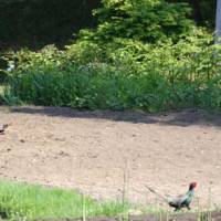 Bird brains: A neighbor attends to his plot oblivious to a cock pheasant strutting by. | C.W. NICOL PHOTOS