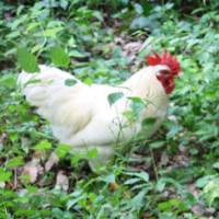 Fowl play: My two new garden guests enjoying their lives being free as birds. | WINIFRED BIRD PHOTOS