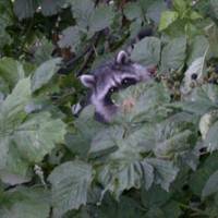 New faces: A North American raccoon (above) in Vancouver, Canada, though the introduced species is now at home in Hokkaido, too. A leiothrix in the wild in Kyushu, far from the popular cage-bird\'s home in China and the Himalayas. MARK BRAZIL; COURTESY OF JOHN WRIGHT | &#169; 2009 FADE TO BLACK PRODUCTIONS, INC. ALL RIGHTS RESERVED