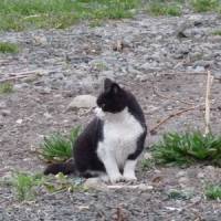 Feral feline: A wild-living cat on Teuri Island off western Hokkaido. Fearsome predators, such descendants of domestic cats are now found in almost every area of Japan, including in most national parks. | &#169; 2009 FADE TO BLACK PRODUCTIONS, INC. ALL RIGHTS RESERVED