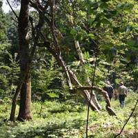 Communing with nature: Walkers stroll through the woodland I began to acquire with a view to restoring healthy biodiversity 26 years ago. Now, with the opening of the center, a camera sited near this spot will relay live images of animals\' activities to a screen in the hall &#8212; and later, to other centers around the world. | ANDREW KERSHAW PHOTO