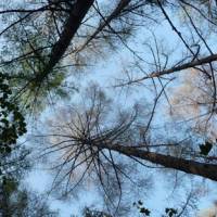 Wonders of nature: In autumn, the trees of Mount Harukayama appear bare, de-leafed by caterpillars. | MARK BRAZIL PHOTOS