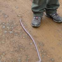 A giant earthworm, more than a meter long, crosses the road in Intervales, Sao Paulo state, Brazil. | K.I . G . M/RL