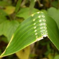 From top: Leaf damage caused by insects; a Small Tortoiseshell butterfly and a mass of caterpillars, which will soon fan out to consume their host plant. | K.I . G . M/RL