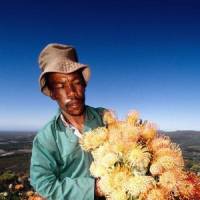 Flower power: A man at work for a UNDP/GEF-supported sustainable wildflower harvesting business in the Cape Floristic Region of South Africa. | CLAUDIO VASQUEZ ROJAS PHOTO