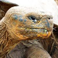 Old-timer: A Galapagos tortoise, the largest tortoise species remaining on Earth. | &#169; HAMMER&amp;TONGS,CELLULOID DREAM,ARTE FRANCE,NETWORK MOVIE,REASONPICTURES