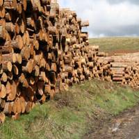 Ill omen: This larch timber stacked in the Afan Argoed Forest Park in South Wales recently is the beginning of a glut, as staff there must embark on the wrenching task of widespread felling in an effort to check the spread of the fungal pathogen Phytophthora ramorum. | C.W. NICOL PHOTOS